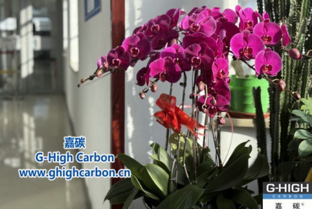 蝴蝶兰绽活力，政企情暖新春